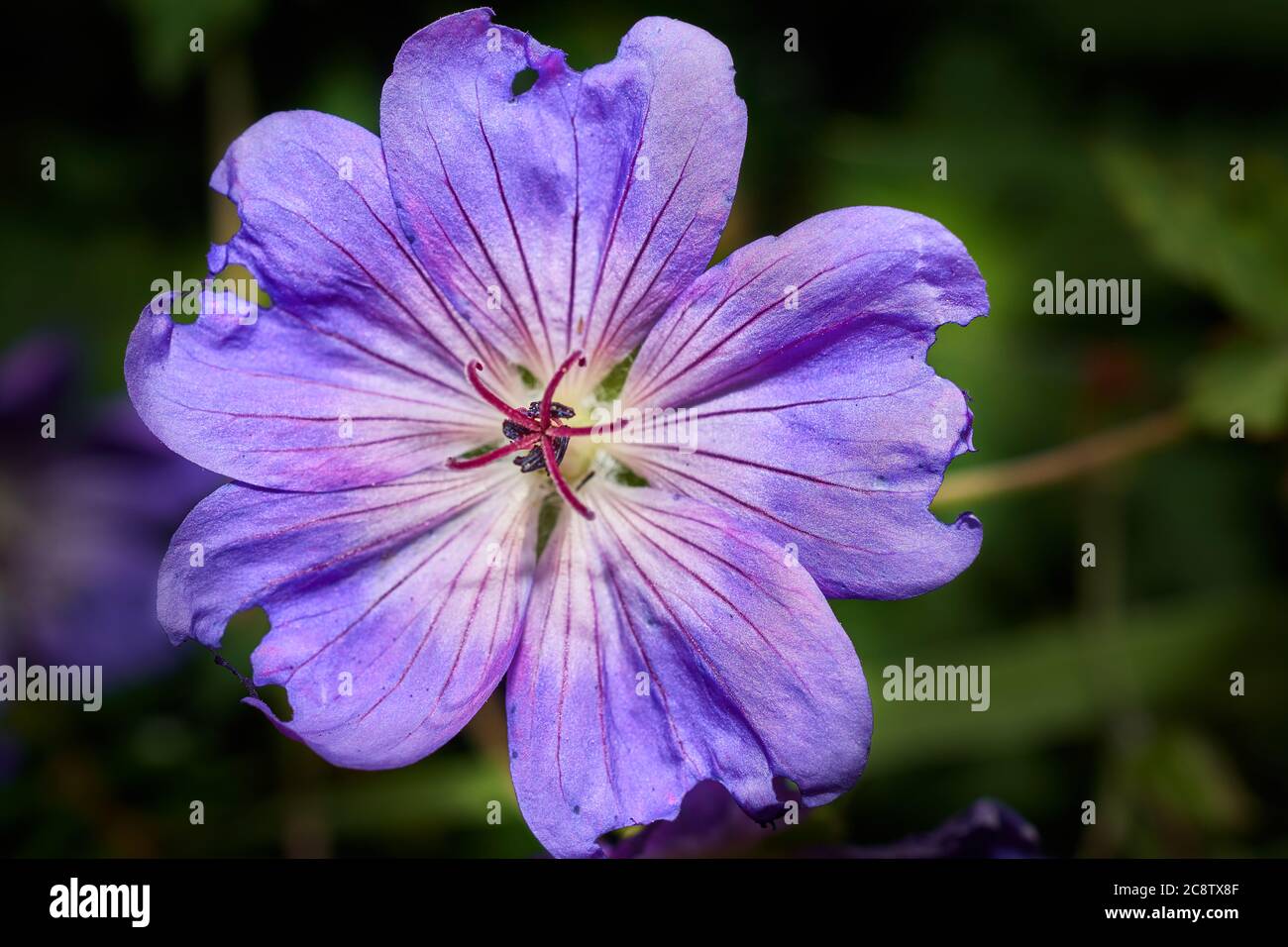 Purple flower with five petals hires stock photography and images Alamy