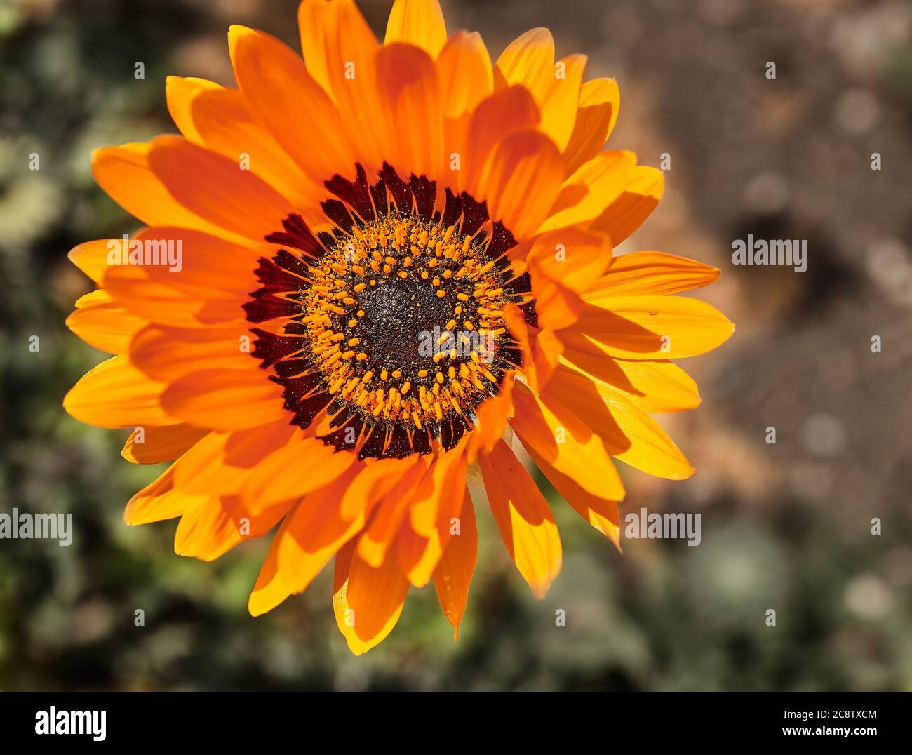 Mutiplicity of orange petals surround the flower centre of a Cape Daisy (Arctotis Fastsuosa) plant. Stock Photo