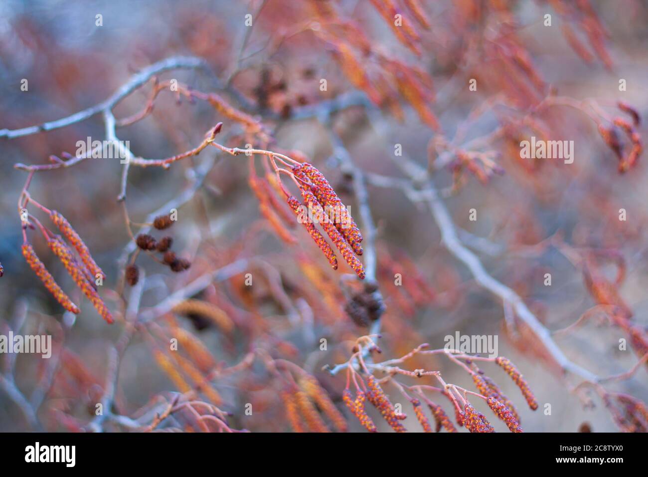 catkins - red alder catkins, close up view, in spring Stock Photo