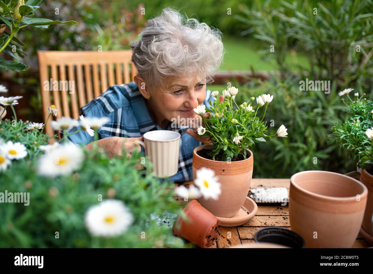 Senior woman gardening on balcony in summer, drinking coffee Stock ...