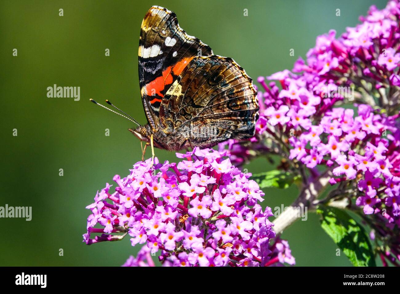 Buddleja butterfly, Red Admiral Butterfly buddleja Vanessa atalanta Stock Photo