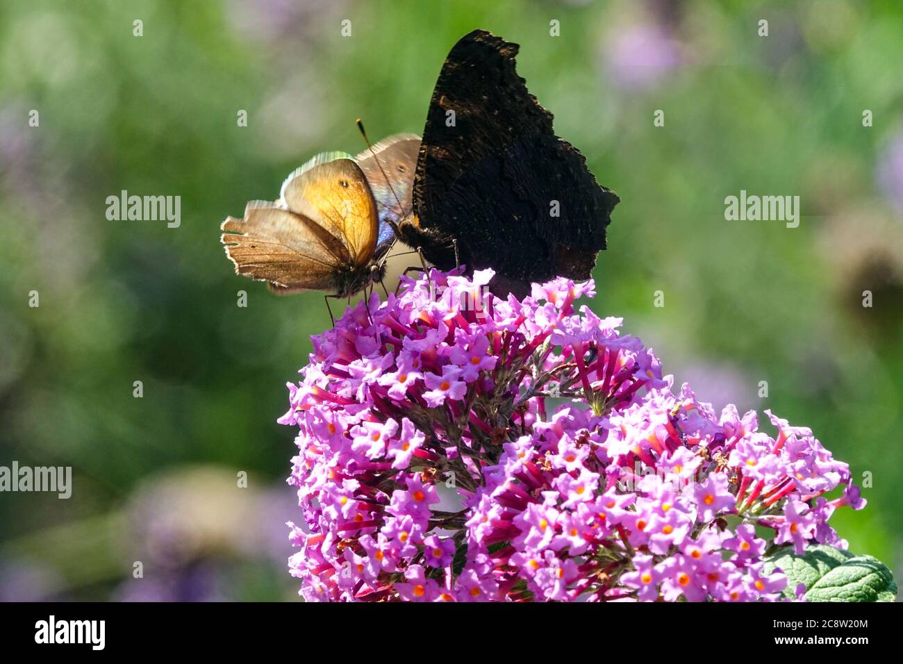 Butterflies on buddleja, The small heath Peacock butterfly Stock Photo