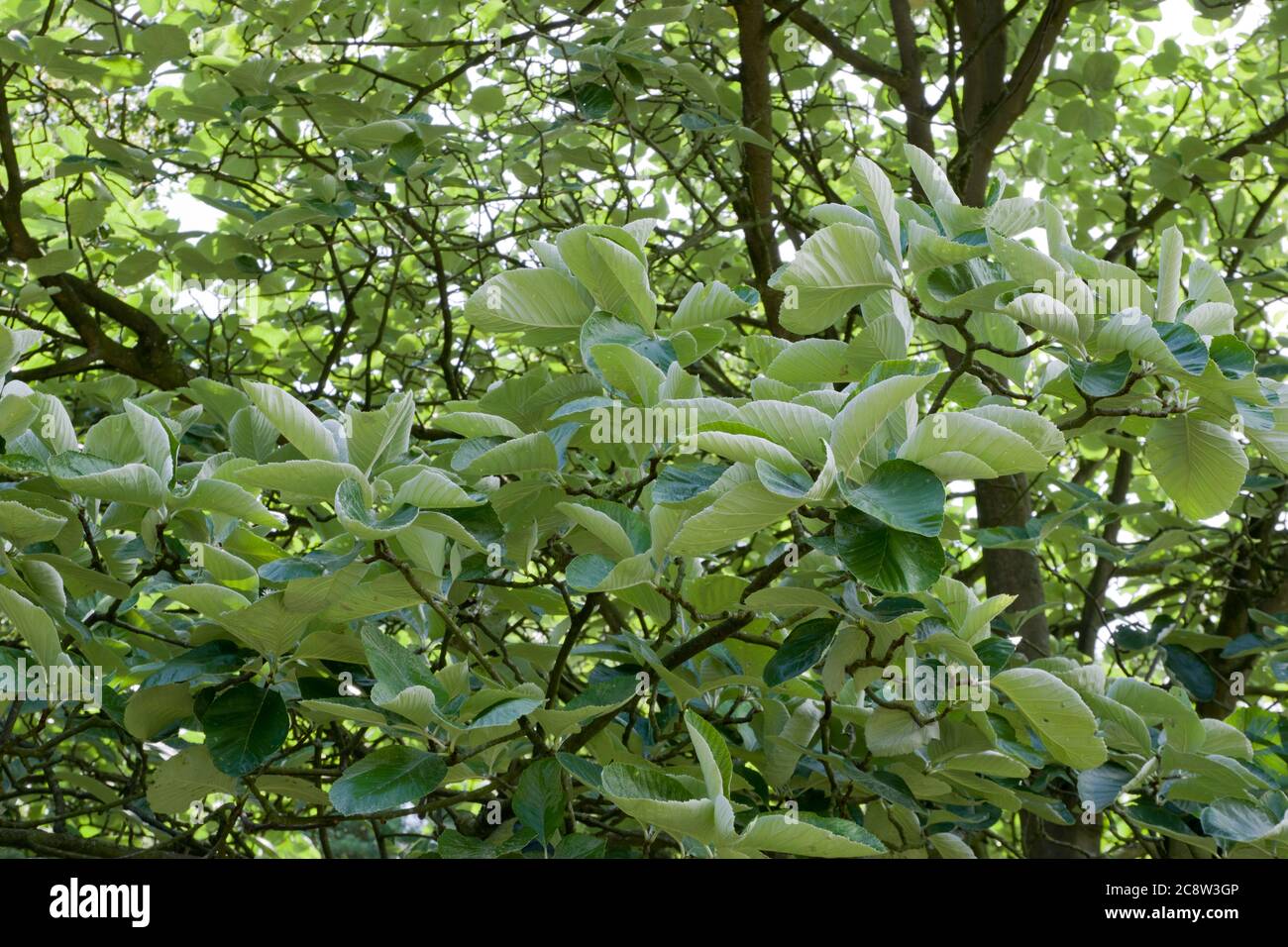Sorbus thibetica 'John Mitchell' , foliage Stock Photo