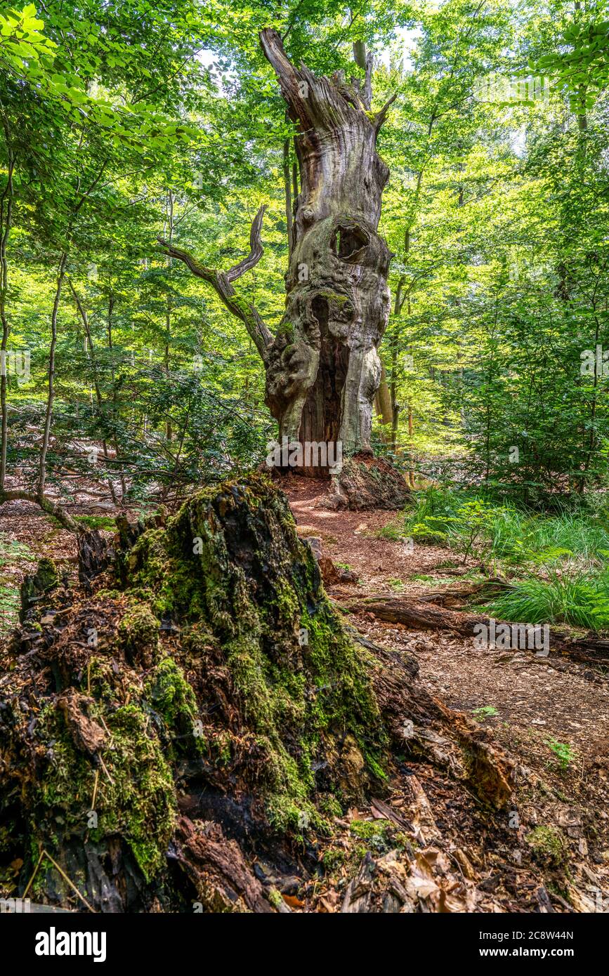 Der Sababurg Urwald, oder auch Urwald im Reinhardswald, ist ein unter Natur- und Landschaftsschutz stehendes,ca 95 ha großes Biotop, mit über 500 Jahr Stock Photo