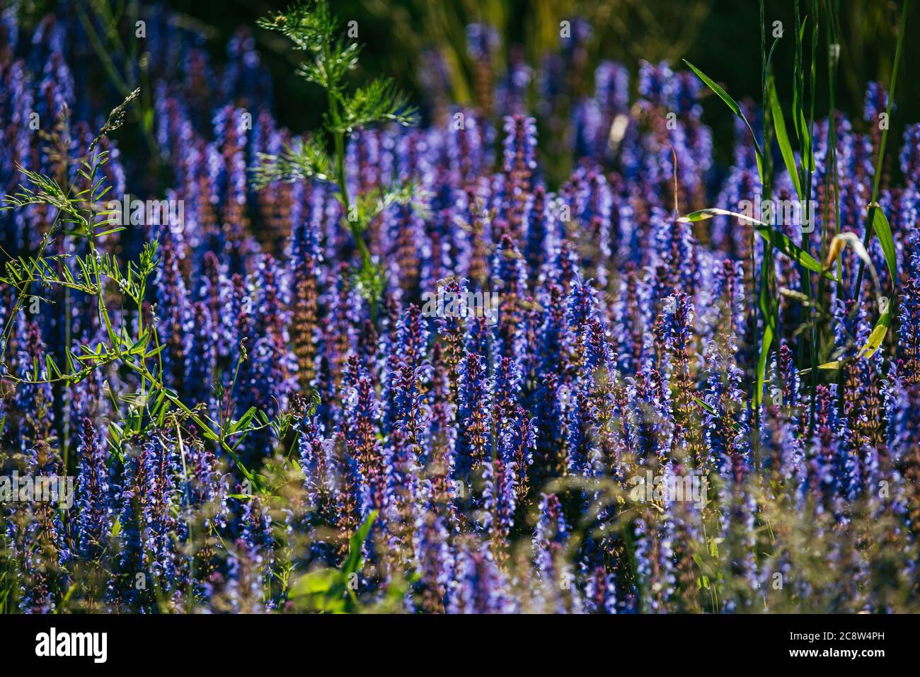 blue lavender bushes illuminated by the evening summer sun in Zaryadye Park in Moscow. Selective focus macro shot with shallow DOF Stock Photo
