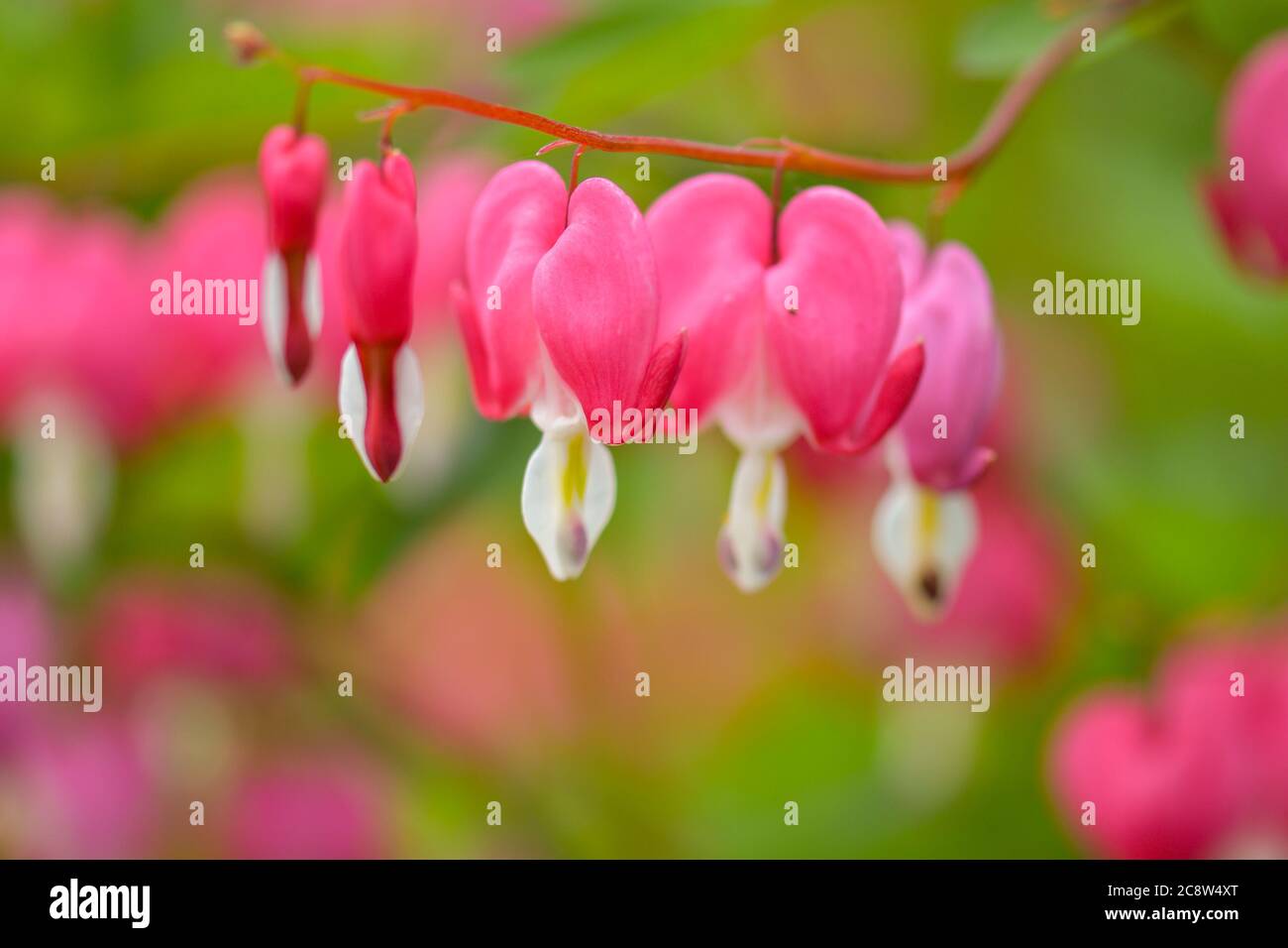 Red bleeding heart flowers bloom in the spring perennial garden Stock