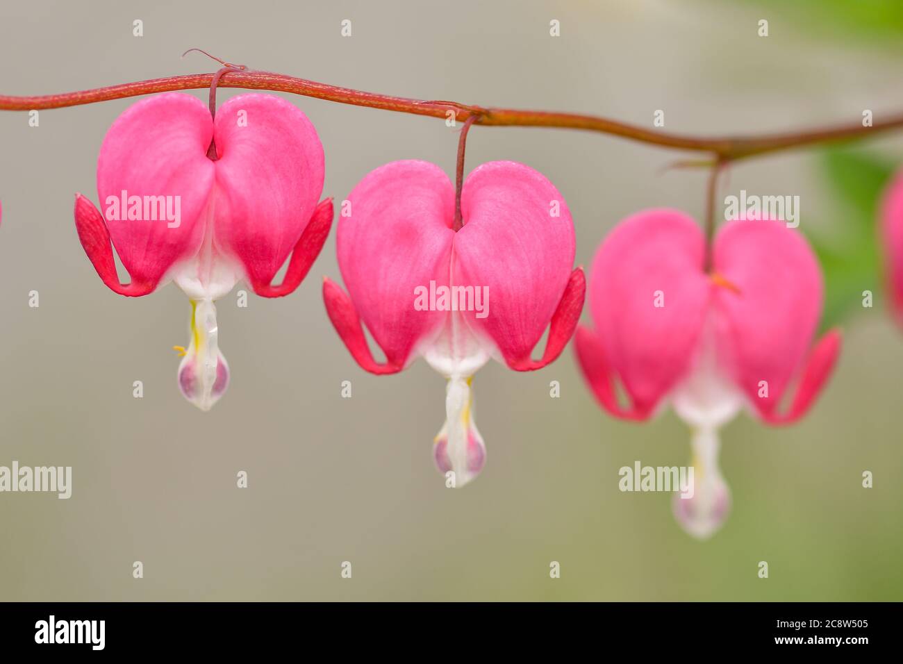 Red bleeding heart flowers bloom in the spring perennial garden Stock ...