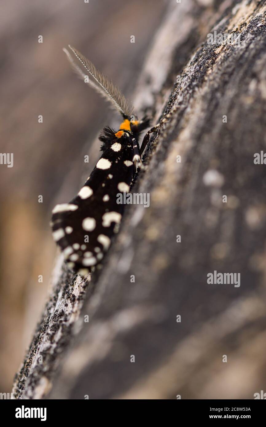 Euplocamus anthracinalis is a species of tineoid moth. Stock Photo