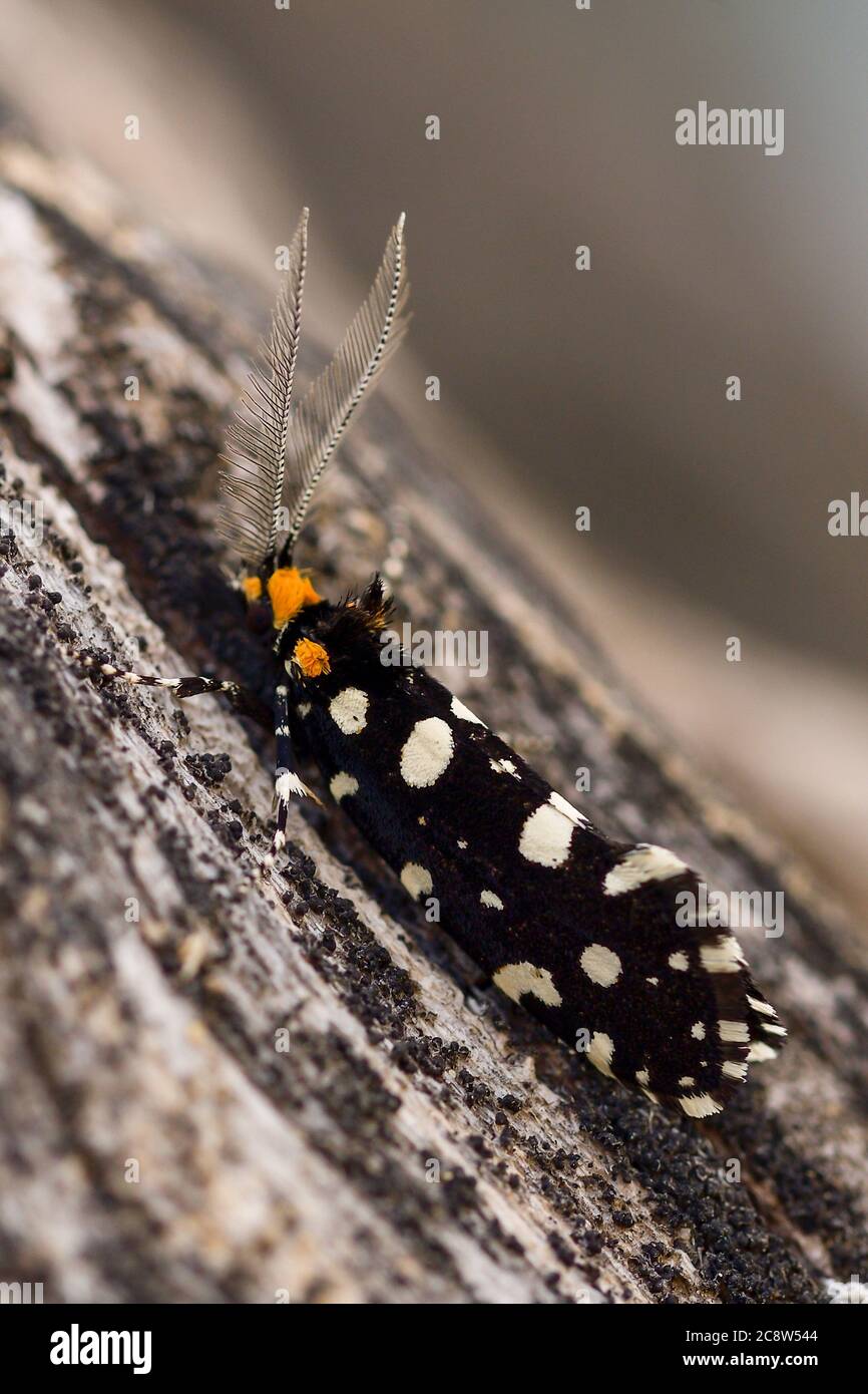Euplocamus anthracinalis is a species of tineoid moth. Stock Photo