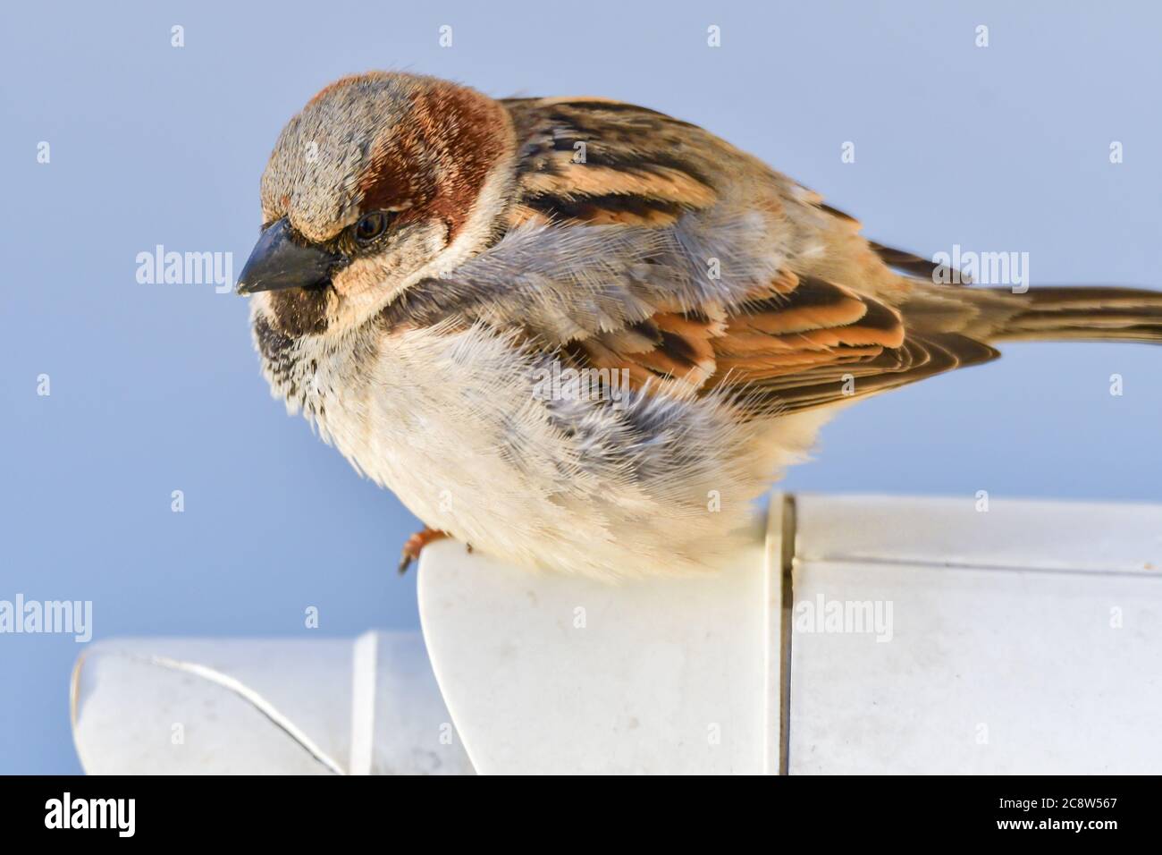 Posing passer by hi-res stock photography and images - Alamy