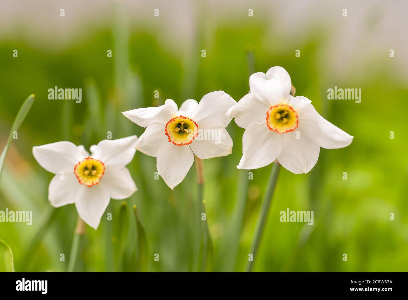 Photo Of White Flowers Narcissus Stock Photo Background Daffodil Narcissus With White Buds And Green Leaves Stock Photo Alamy