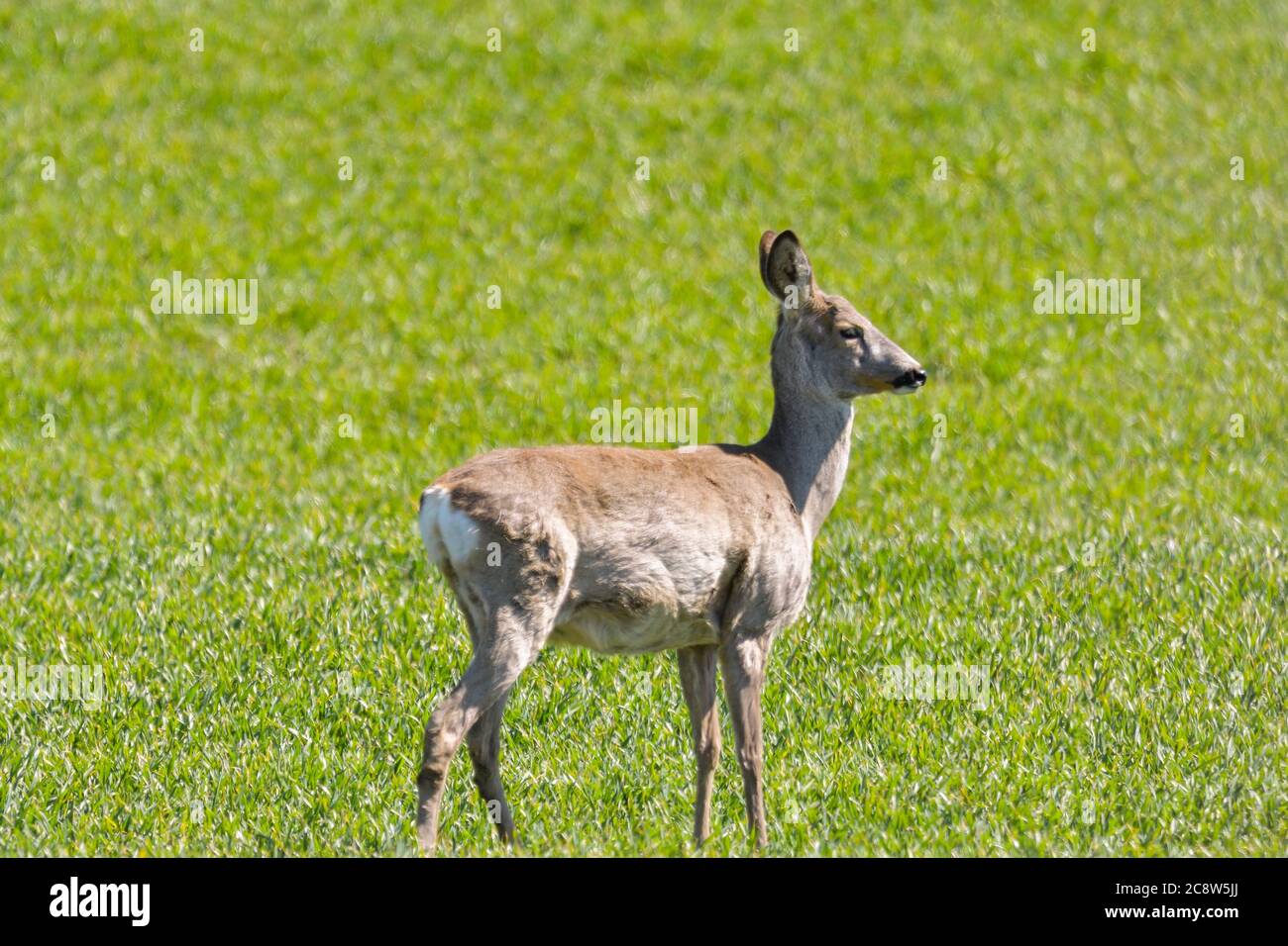 Attentive roe deer, capreolus capreolus, buck observing meadow with clean  blurred background. Alert wild animal standing in nature at daybreak with  co Stock Photo - Alamy