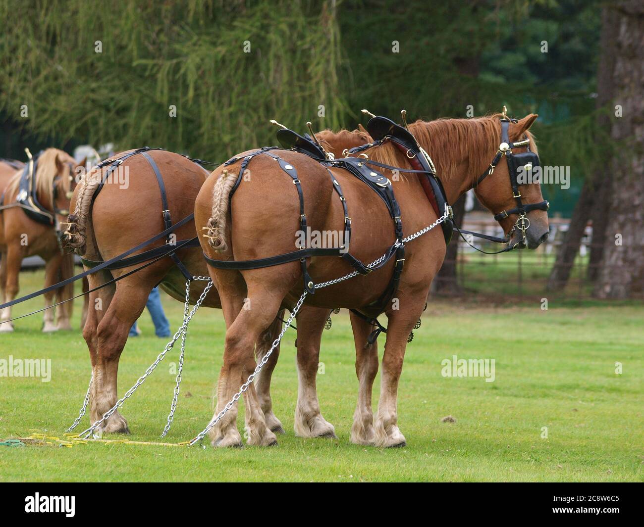 A pair of rare breed Suffolk Punch horses in show harness. Stock Photo