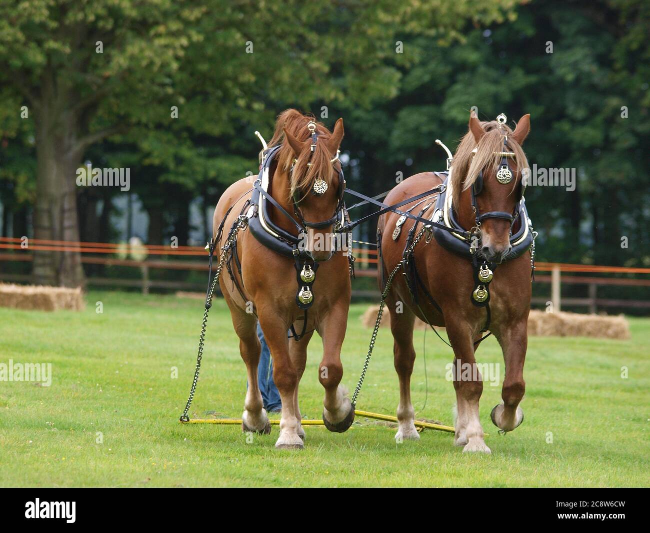 A pair of rare breed Suffolk Punch horses in show harness. Stock Photo
