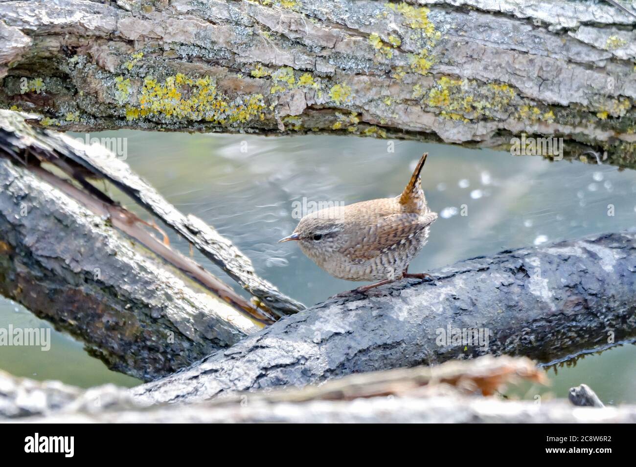 The Eurasian Wren (Troglodytes troglodytes) is one of the most beautiful singing birds in the world. Stock Photo