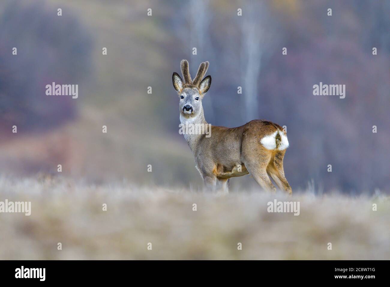Rutting Season Of Roe Deer High Resolution Stock Photography and Images ...