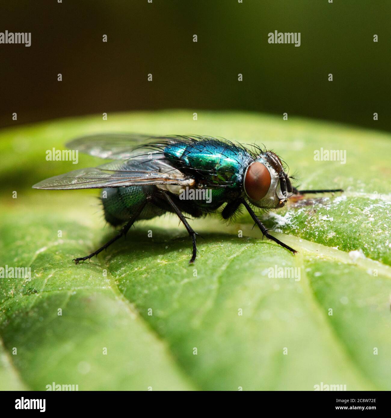 extreme close up of a greenbottle fly on a green leave in the UK Stock Photo