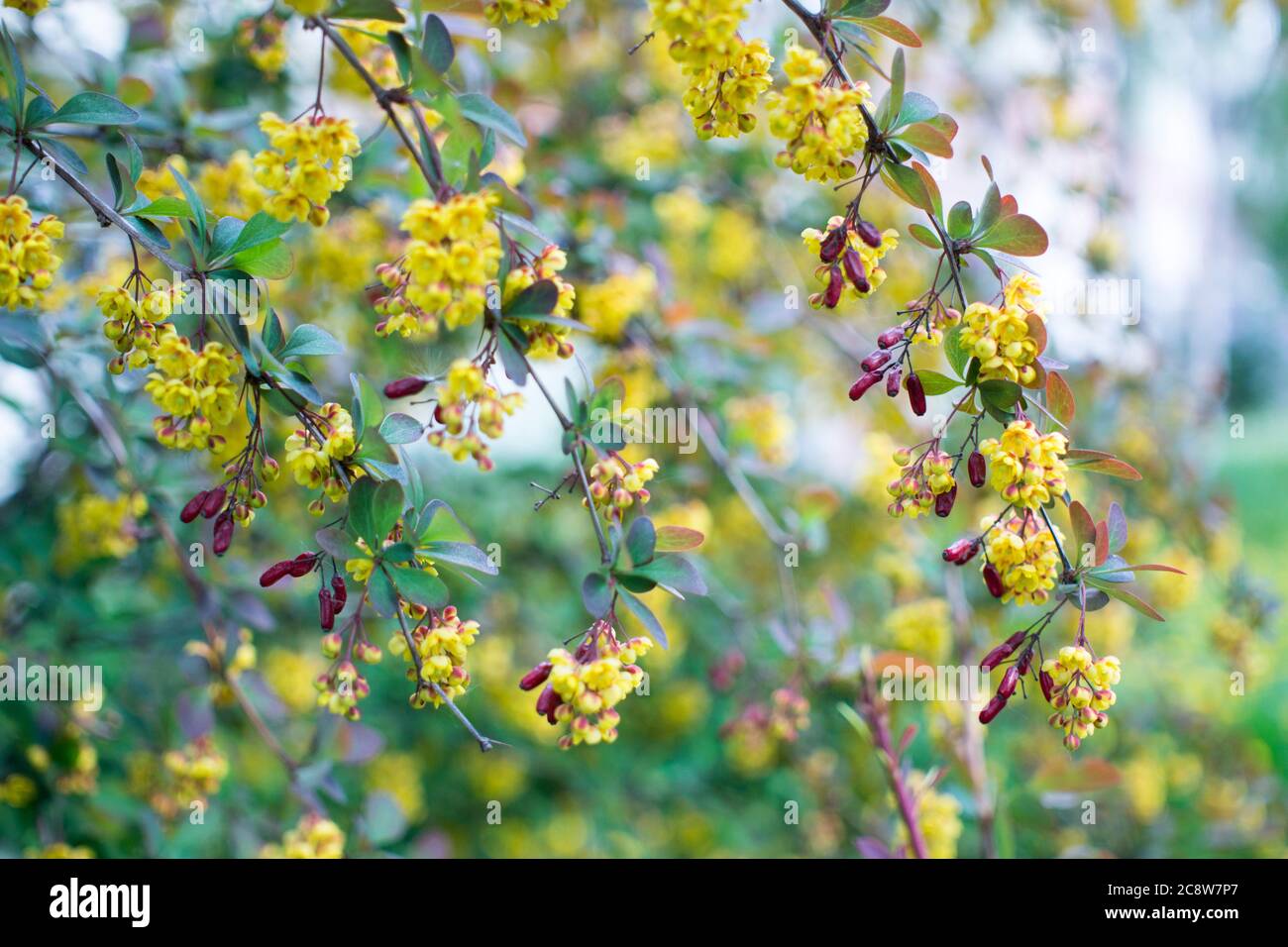 Flowering Thunberg's barberry or Berberis thunbergii. Cultivar with red leaves and yellow flowers Stock Photo