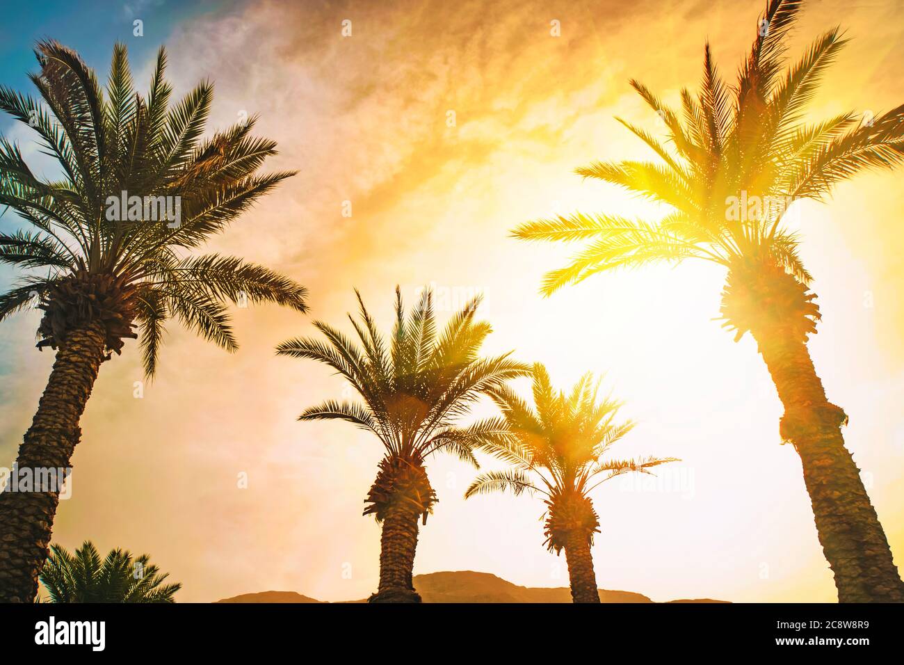 Date palms on beach with sunflare. Wallpaper, background Stock Photo