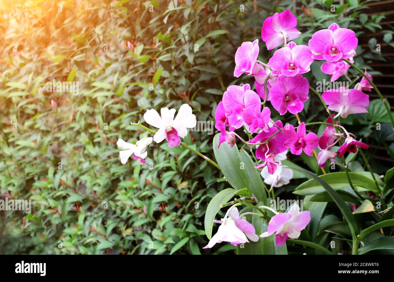 Orchid flowers on sunny beautiful nature background. Horizontal banner with leaves of tropical plants and flower. Copy space for text Stock Photo