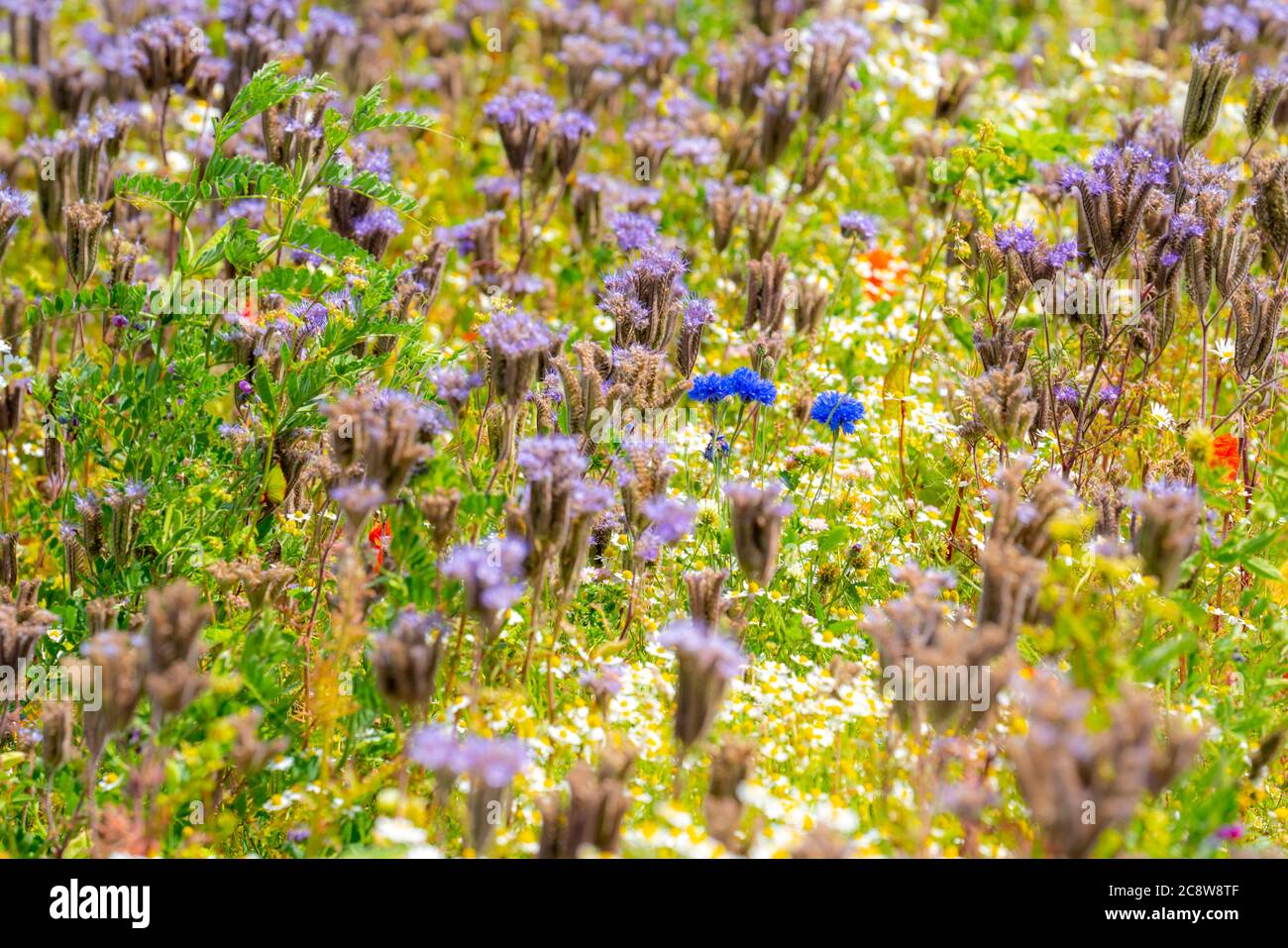 Wildblumenwiese, neben eine Getreidefeld, Kamille, Kornblume, Büschelschön, Ringelblume, Pflanzen, Blumen, Wildblumen, Wiese, Stock Photo