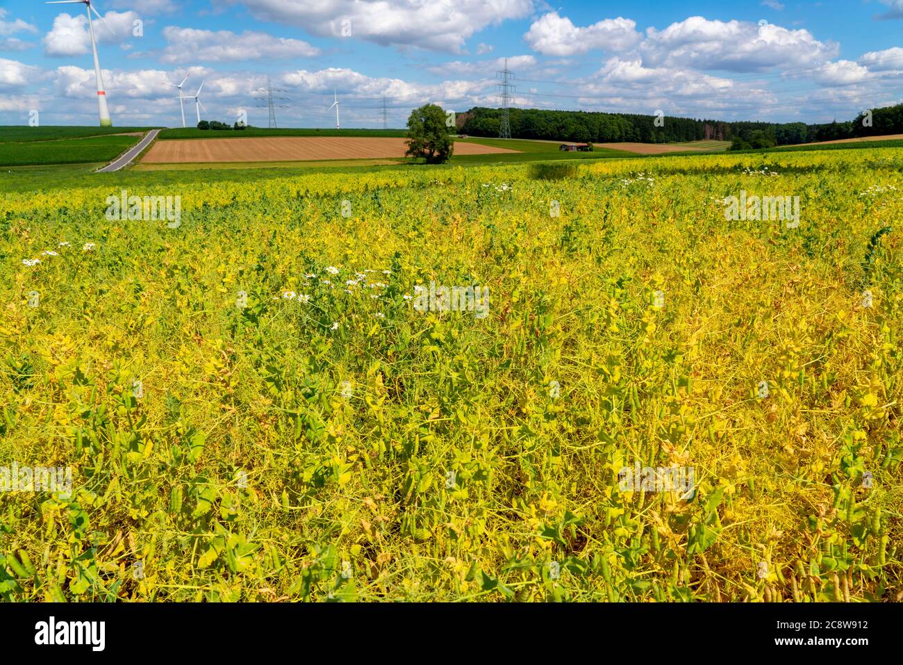Field overgrown with white lupin, useful plant, Stock Photo