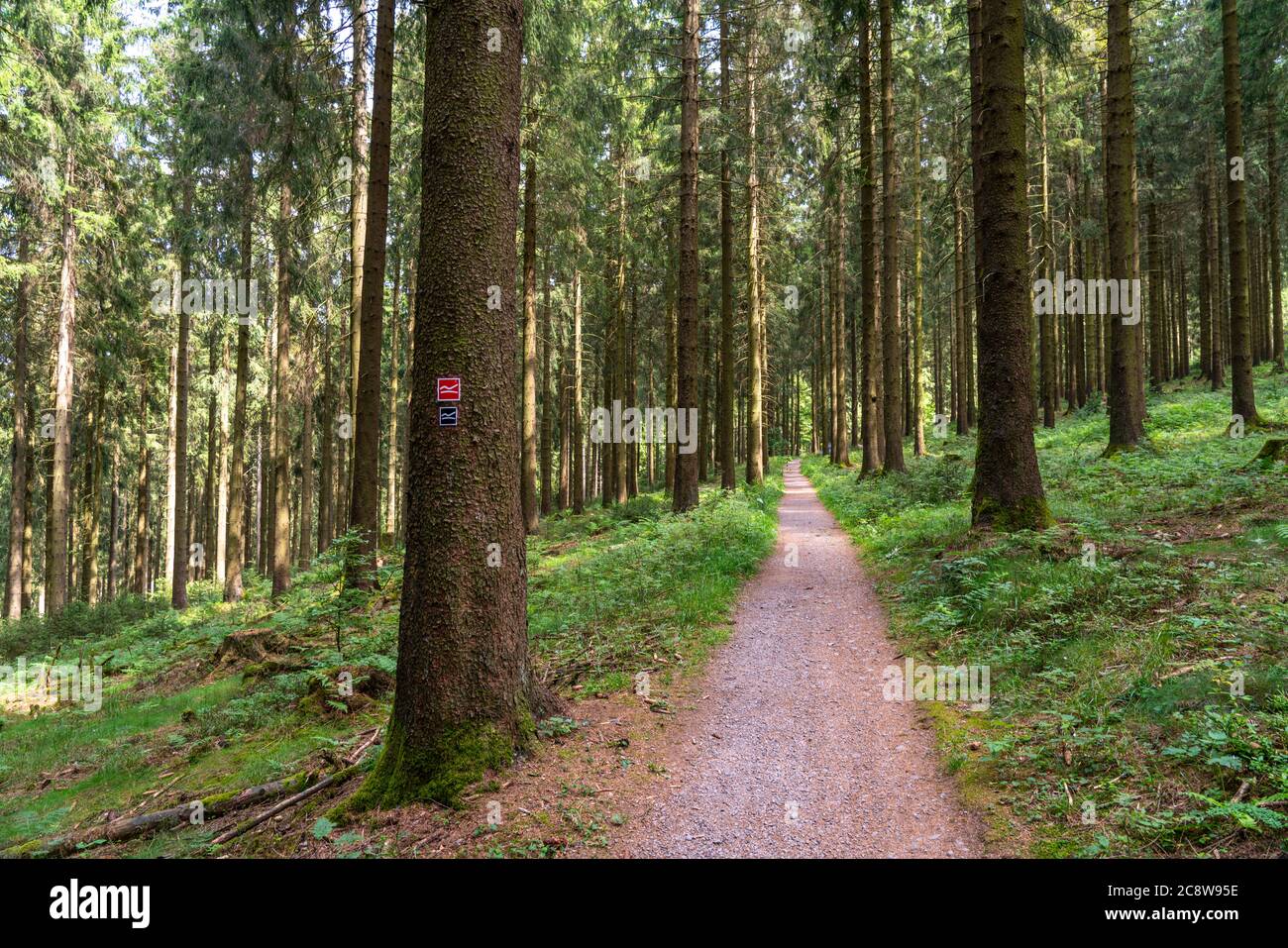 Landscape in the Rothaargebirge, Sauerland, on the Rothaarsteig, hiking trail, Roter Fingerhut, near Jagdhaus, south of Schmallenberg, NRW, Germany, Stock Photo