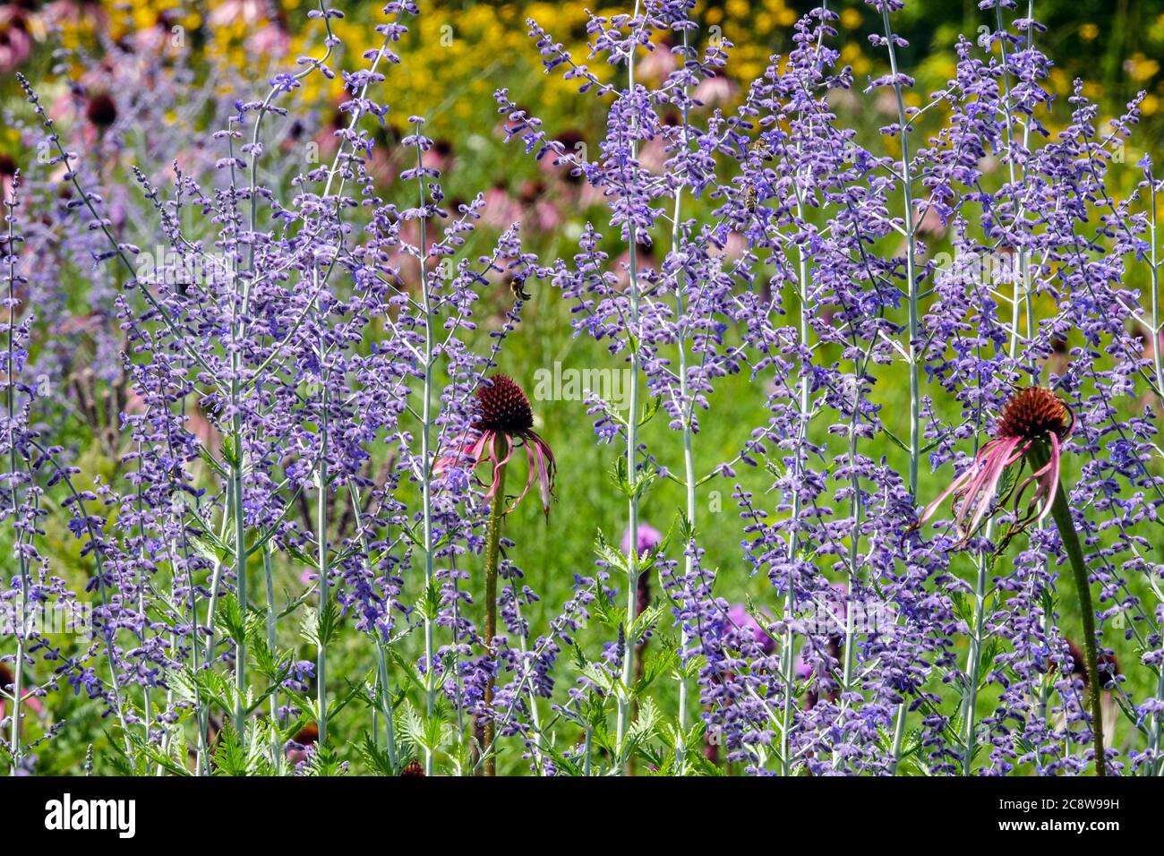 Blue Perovskia Echinacea in garden Stock Photo