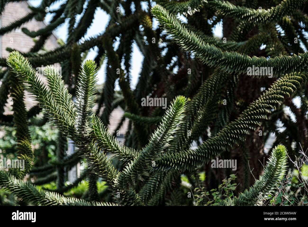 Chilean araucaria green fir tree Stock Photo