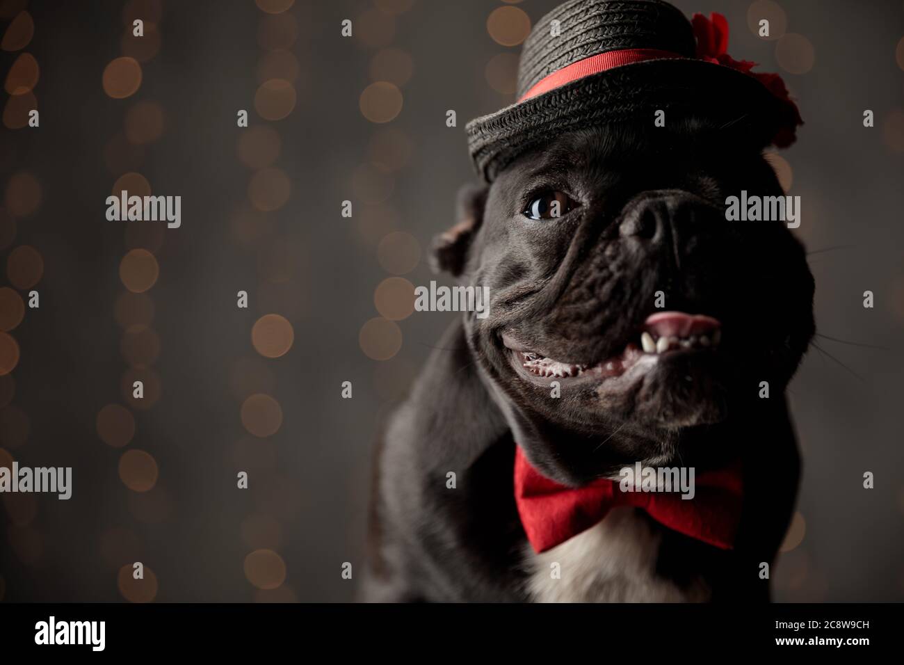 happy frenchie dog wearing red bowtie and hat, looking to side ...