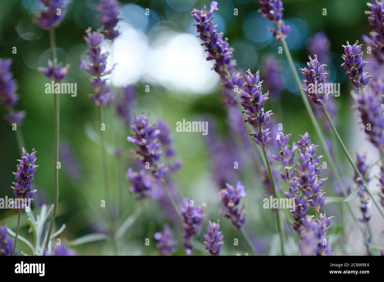 Lavender Field in the summer Stock Photo