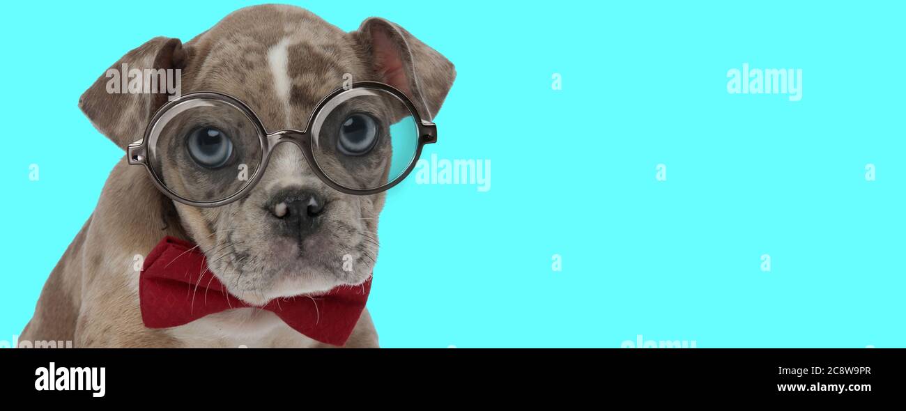 american bully funny