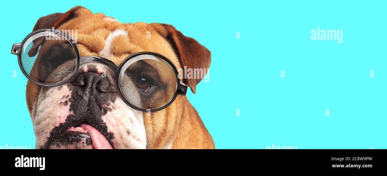close up of a English Bulldog dog licking his mouth, wearing eyeglasses on blue background Stock Photo