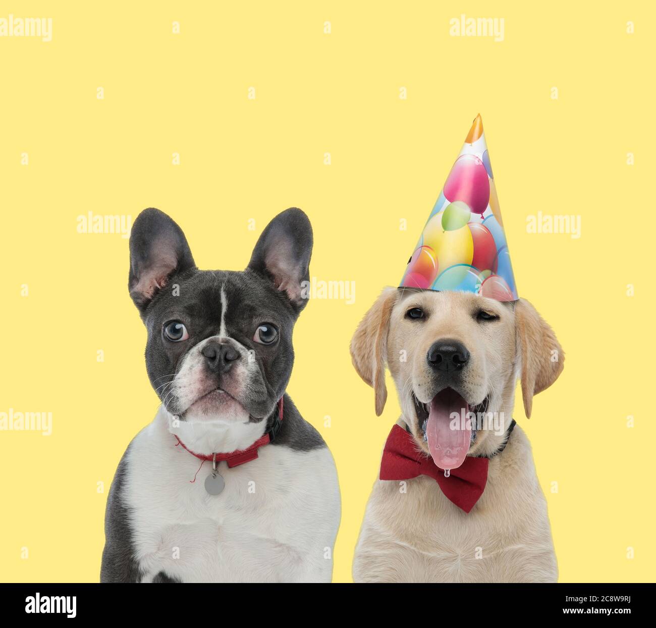 cute french bulldog dog wearing red collar next to a labrador retriever ...