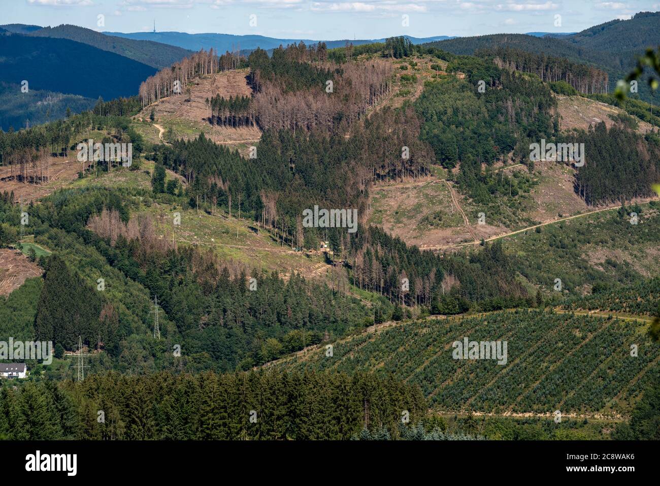 Mountain slope, with much cleared forest area, damage by the bark beetle in the spruce tree population, Kirchhundem municipality, Sauerland, in the Ol Stock Photo
