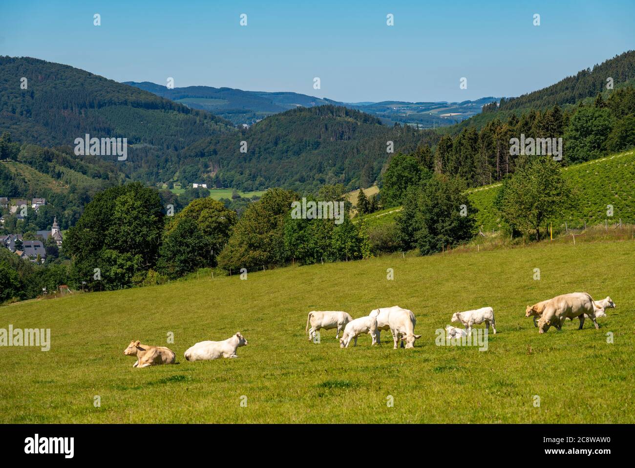 Cattle pasture, Sauerland, landscape near the village of Oberkirchen, belongs to the city of Schmallenberg, Hochsauerlandkreis, NRW, Germany Stock Photo