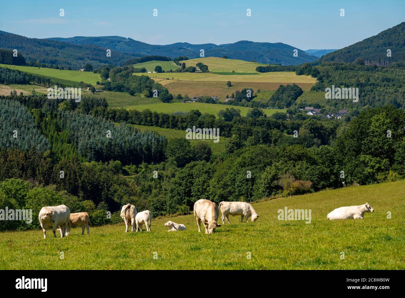 Cattle pasture, Sauerland, landscape near the village of Oberkirchen, belongs to the city of Schmallenberg, Hochsauerlandkreis, NRW, Germany Stock Photo