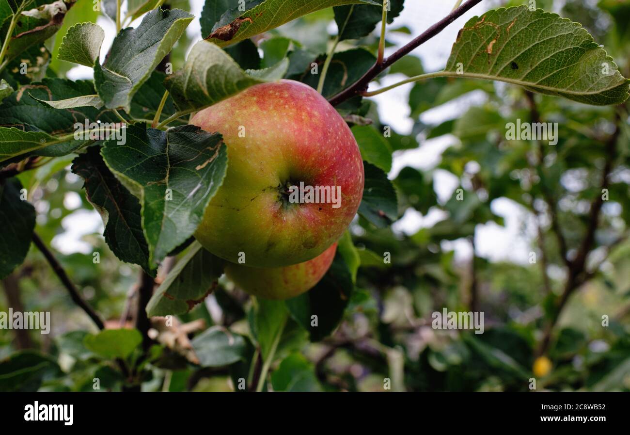 Apple Before Ripe Close up Apple ripening and turning red on an apple tree in an orchard ...