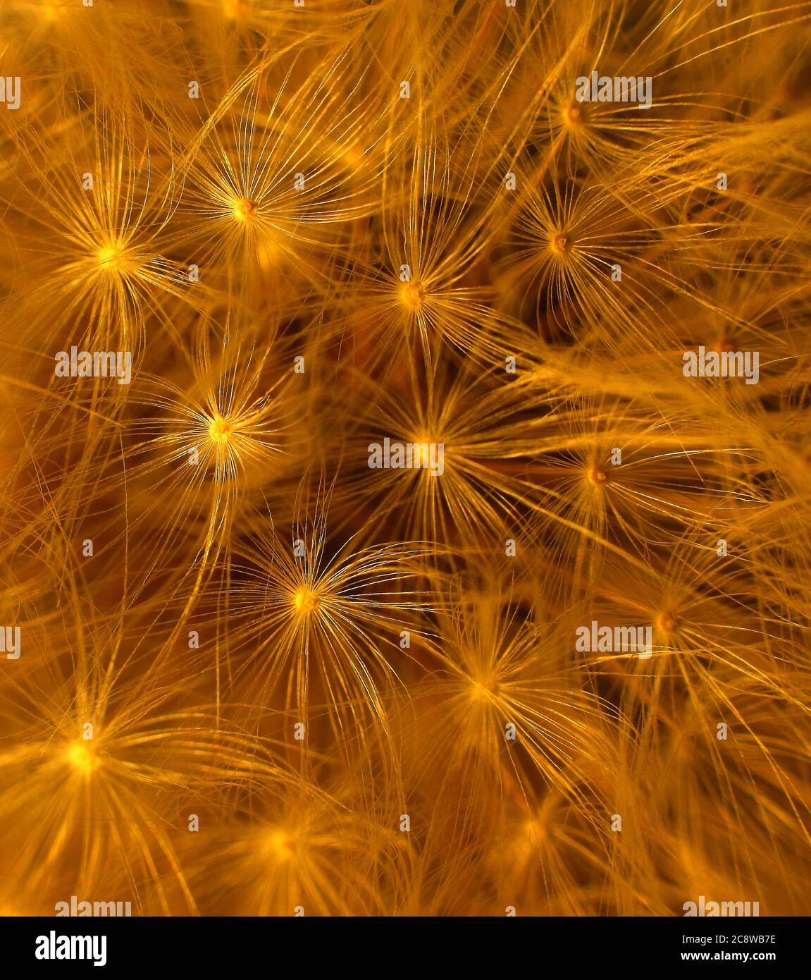 Various Macro Photography credit Ian Fairbrother/Alamy Stock Photos ...