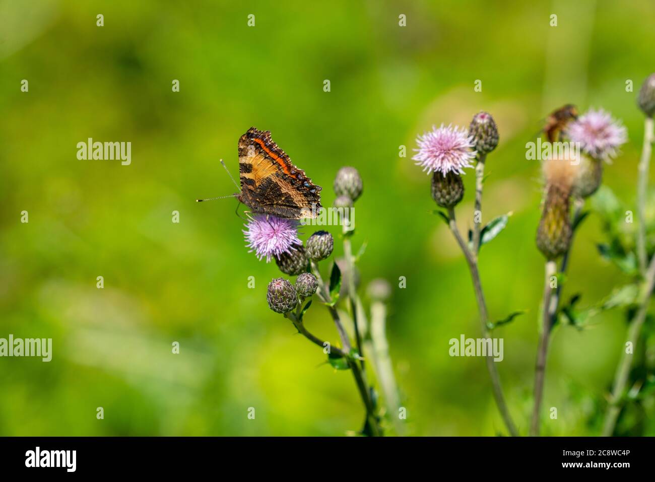 Butterfly, peacock butterfly, Aglais io, on a plant, common thistle, Stock Photo