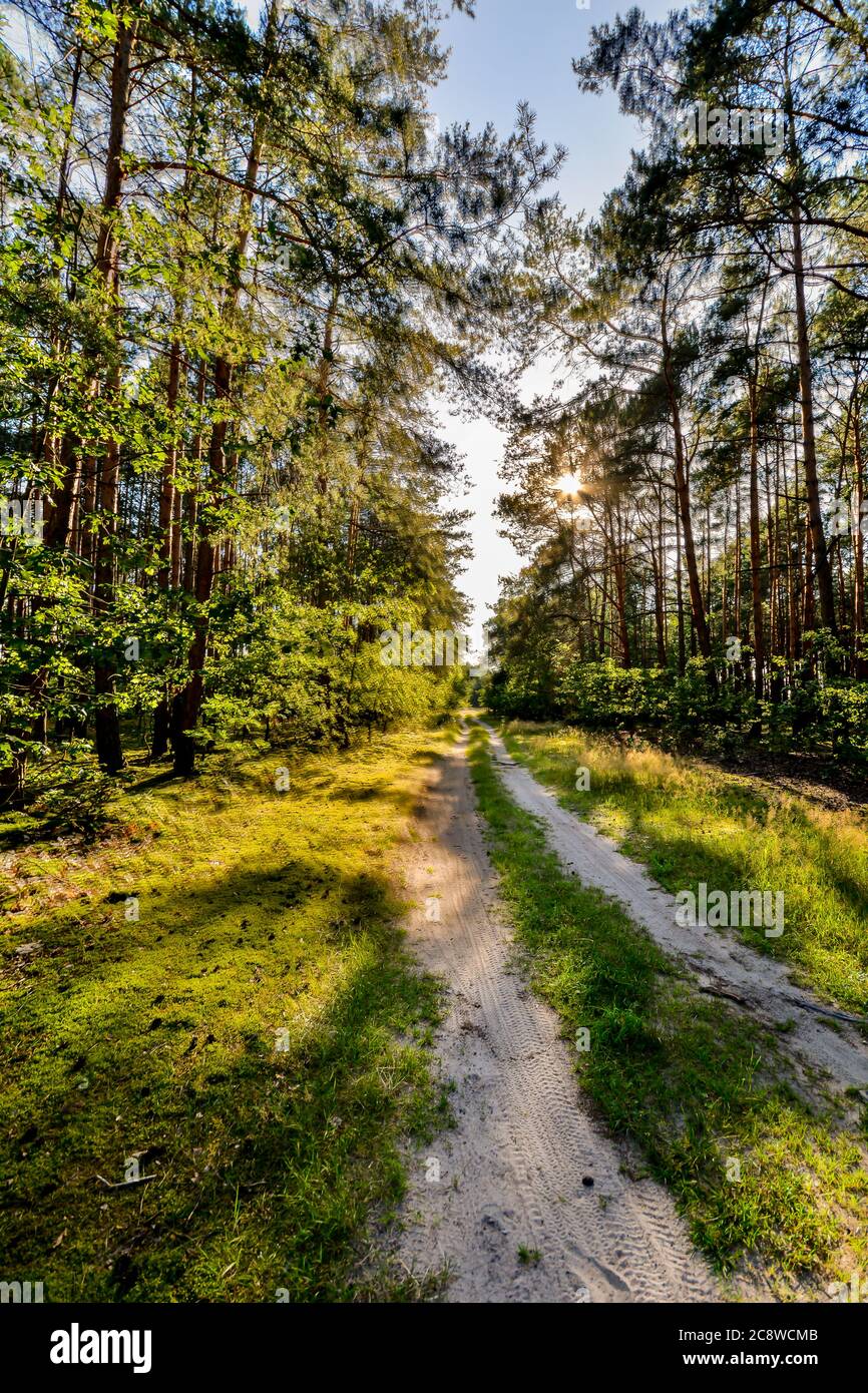 Pine forest illuminated by the setting sun. Stock Photo