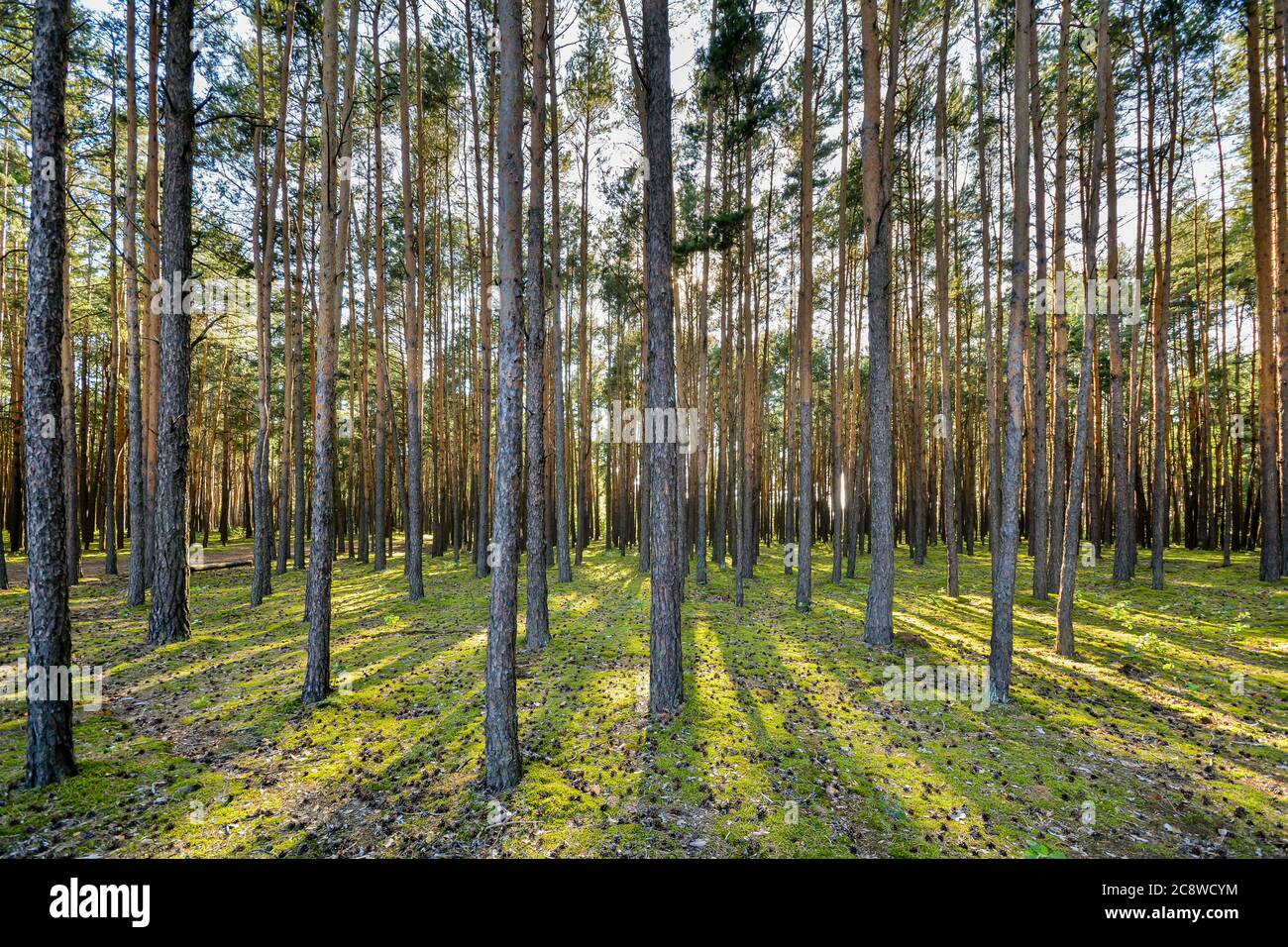 Pine forest illuminated by the setting sun. Stock Photo