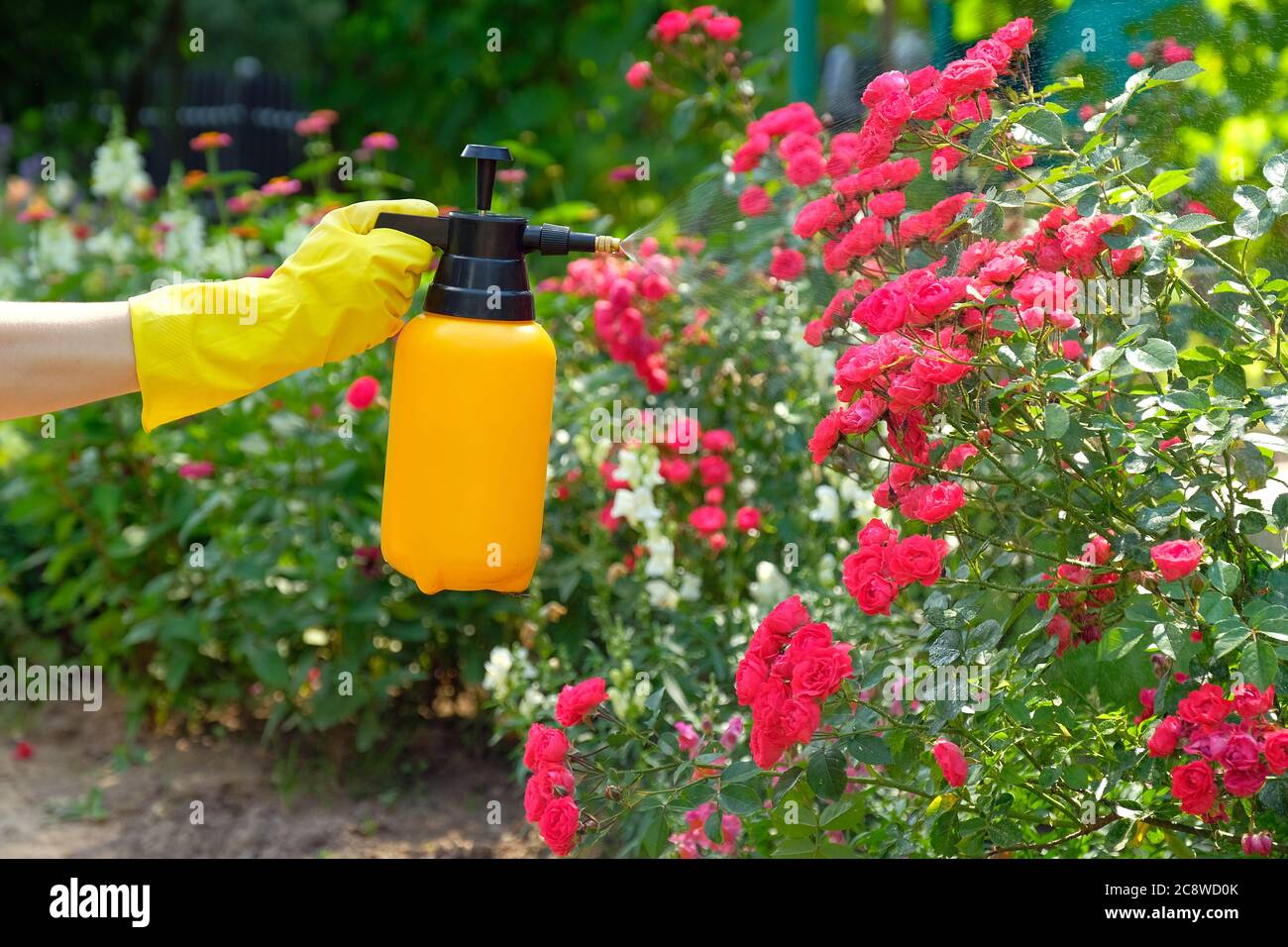 Spraying rose flowers in the garden. Gardener using spray bottle with