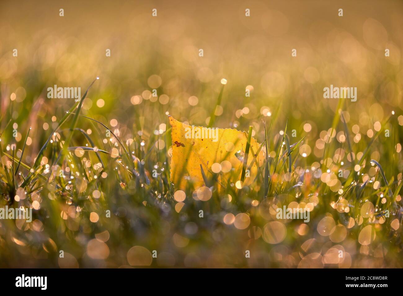 Ein herbstlich gefärbtes Blatt liegt in einer Wiese, während Tautropfen sich im Morgenlicht spiegeln. | usage worldwide Stock Photo