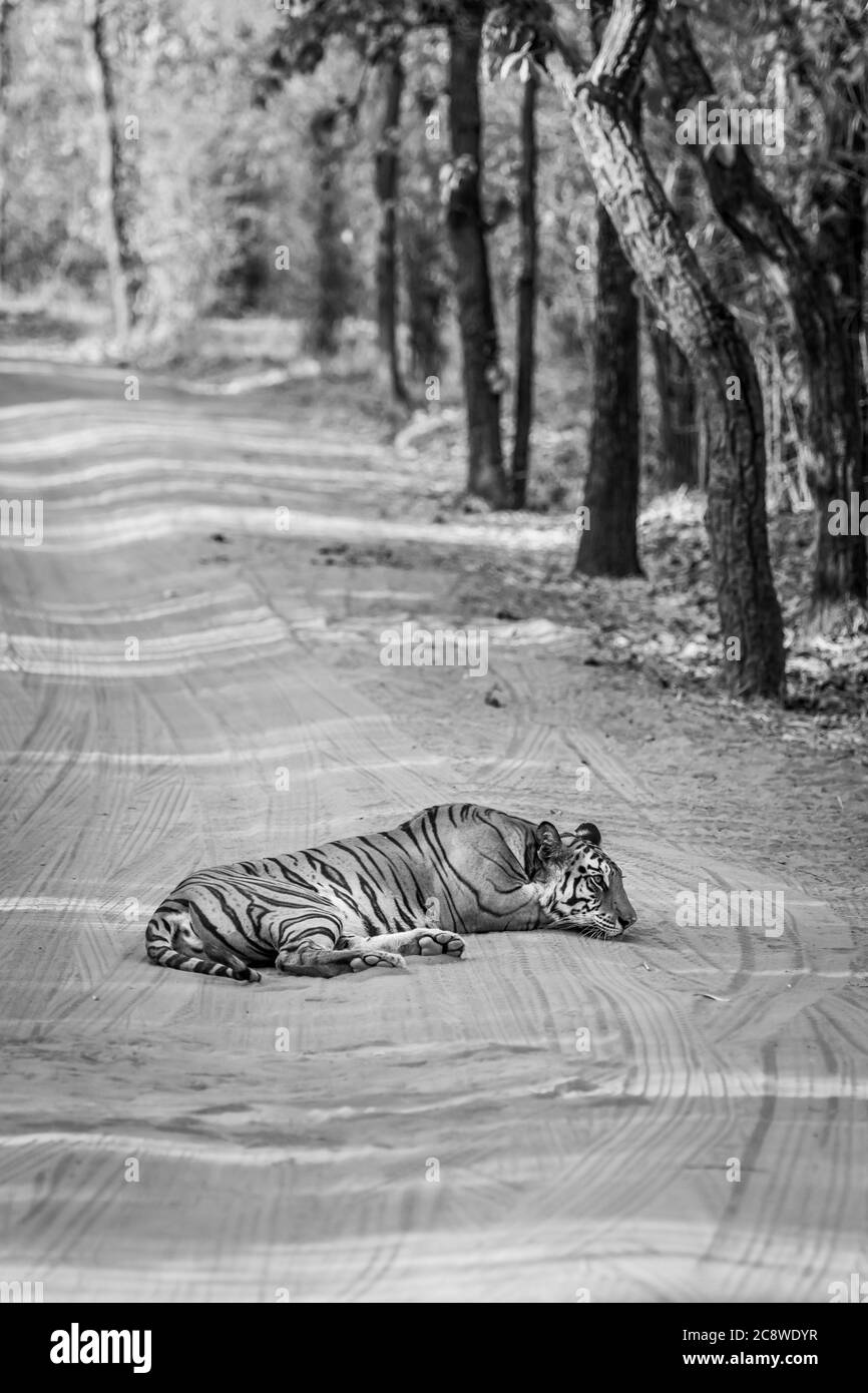 black and white image of wild female tiger resting on forest track at bandhavgarh national park or tiger reserve madhya pradesh india panthera tigris Stock Photo