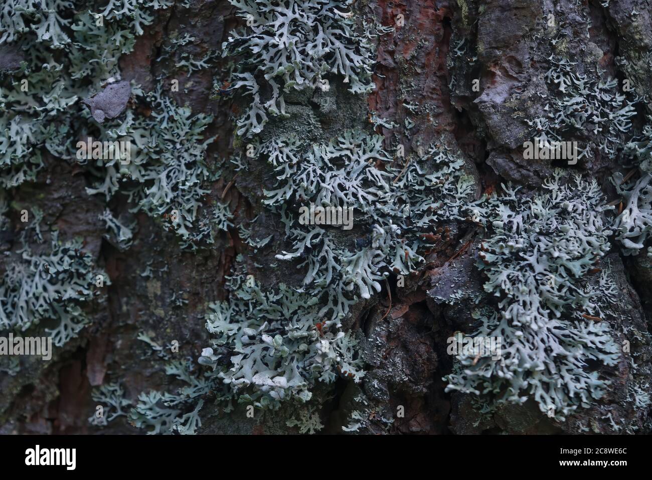 Lichen, Hypogymnia physodes growing on a tree trunk. Stock Photo