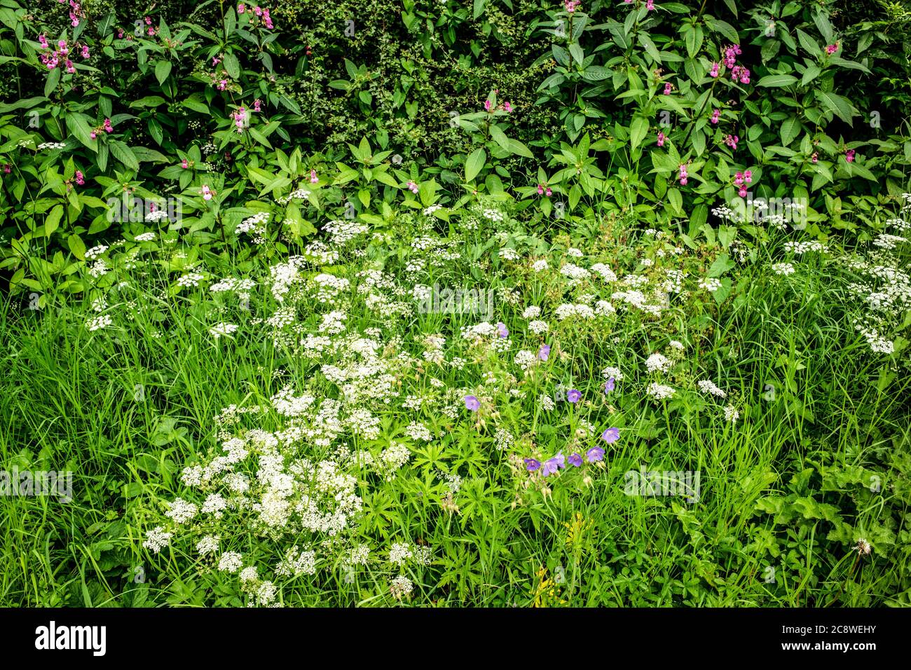 Roadside Cranes-bill, Hedge-parsley and Himalayan balsam, Vale of York, Yorkshire, UK Stock Photo