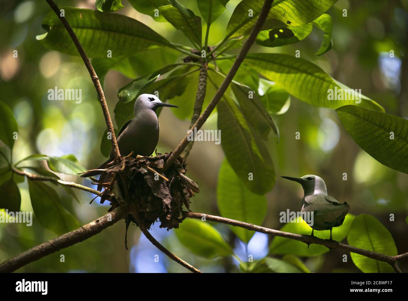 Lesser Noddiesnesting Lesser noddy Anous tenuirostris, sits in its nest, Cousin island ...