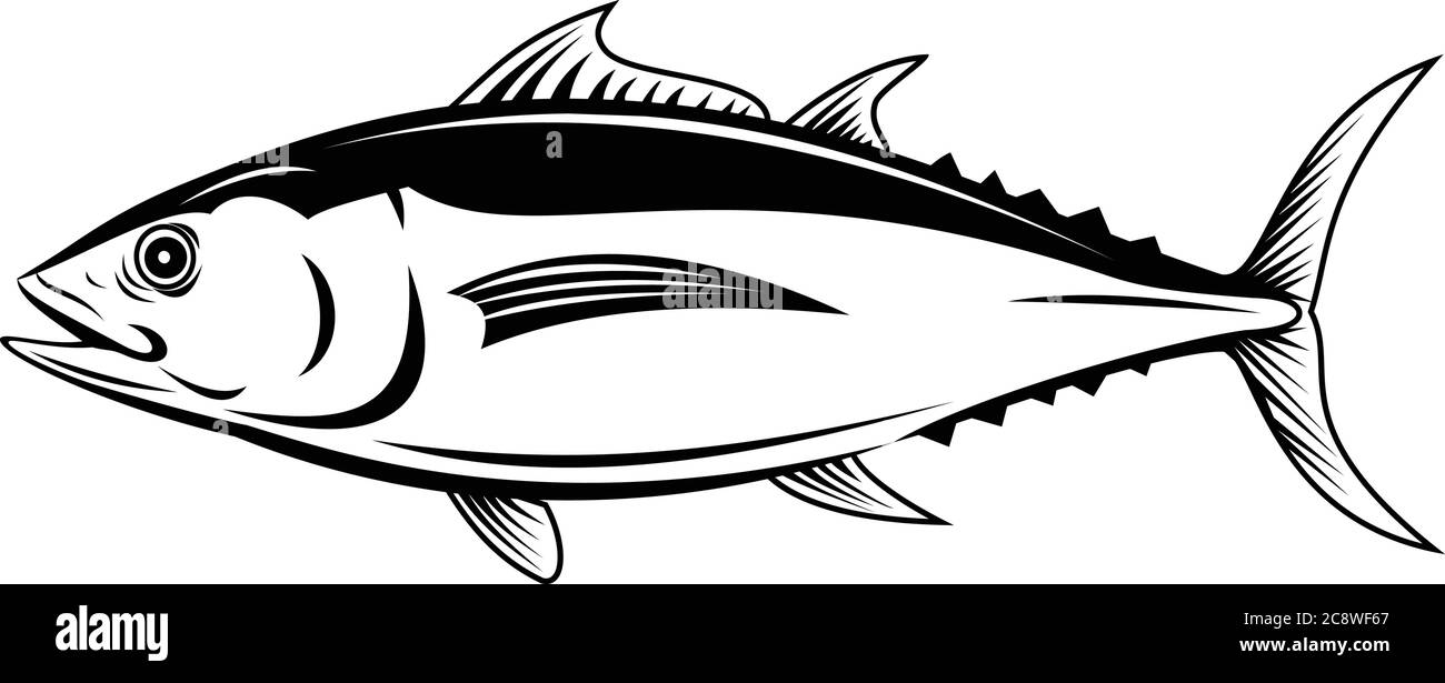 Retro style illustration of an albacore Thunnus alalunga or longfin tuna, a fish species of tuna of the order Perciformes, viewed from side on isolate Stock Vector