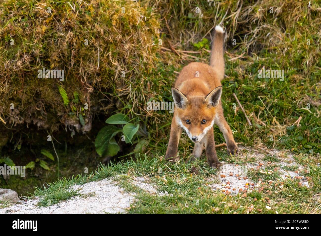 Fox cub in sunlight at the entrance of it’s den Stock Photo - Alamy